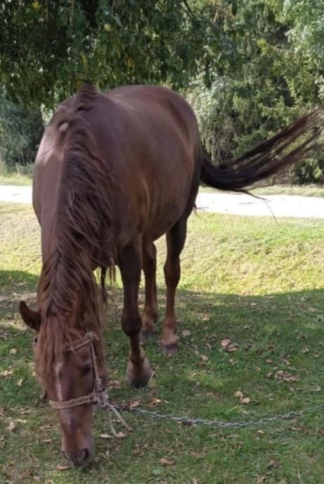 Кобила для господарства
