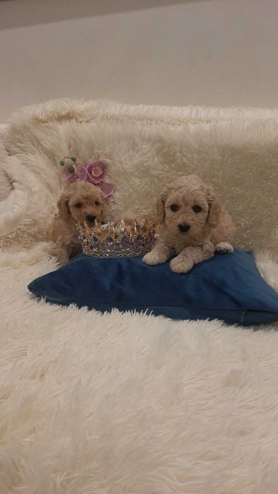 Чудесные щенки пуделята ищут семью