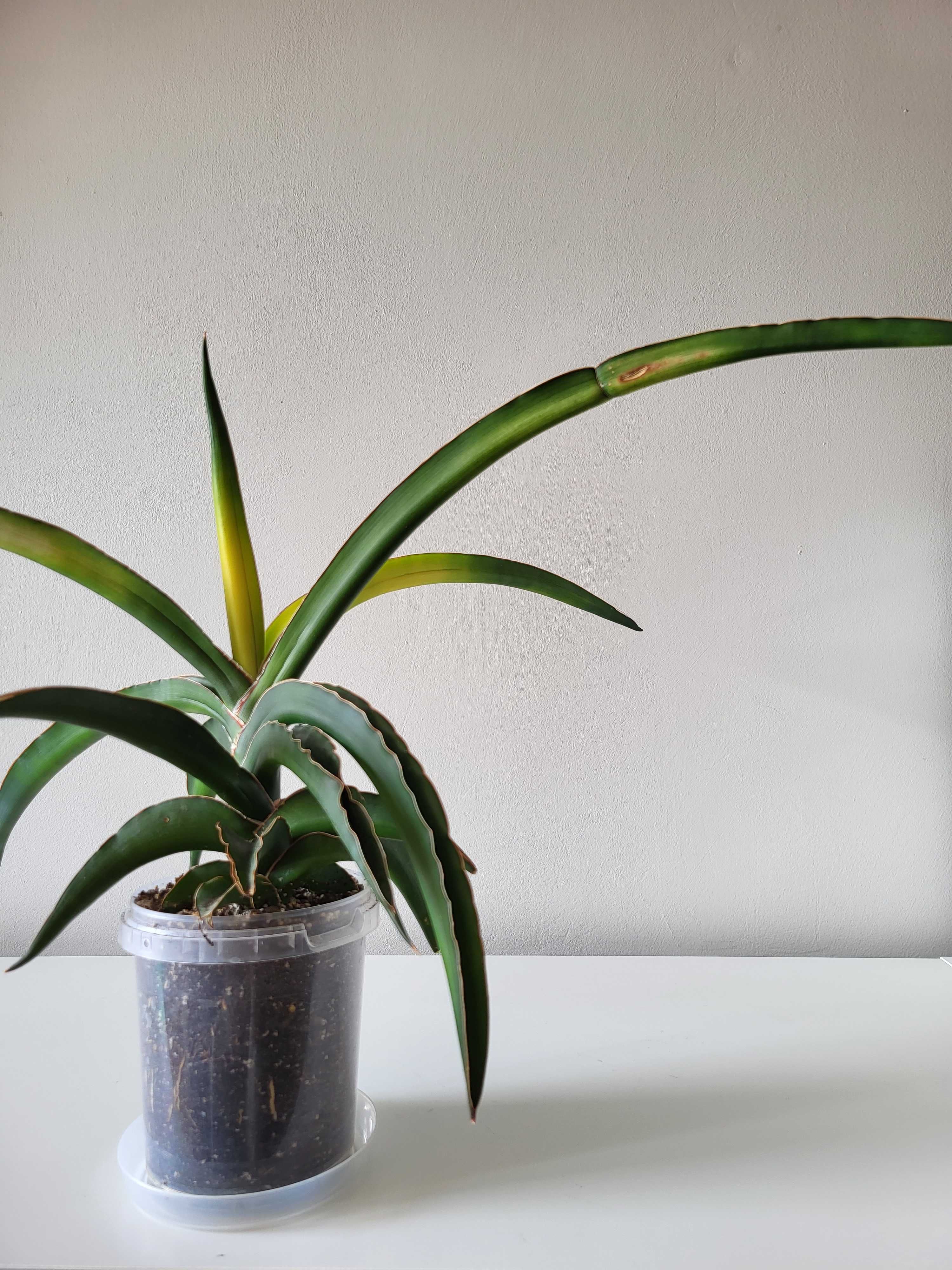 Sansevieria ‘Star Canary” sansewieria - duża roślina