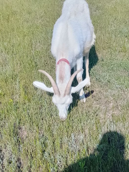 Продам козу дойную