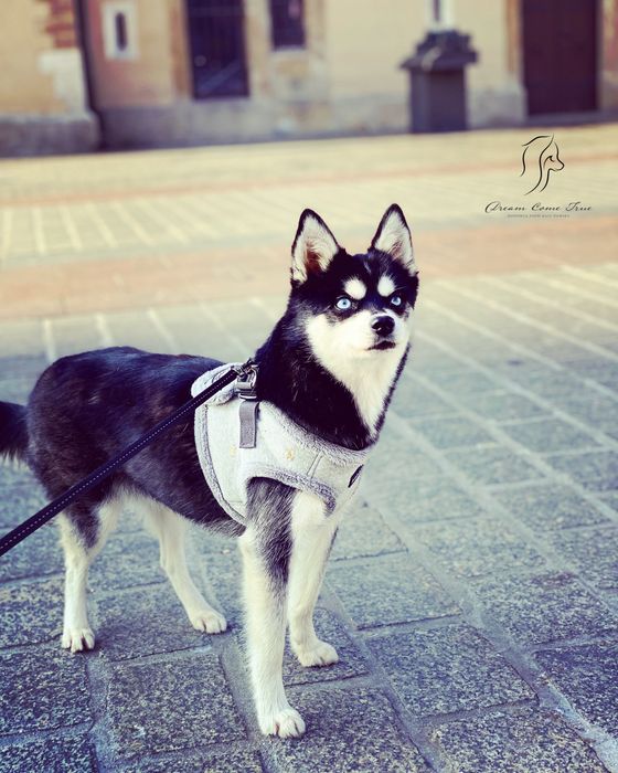 Pomsky ( Mini Husky )