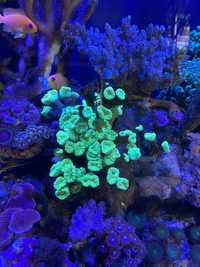 Caulastraea zielona fluo koralowiec szczepki akwarium morskie