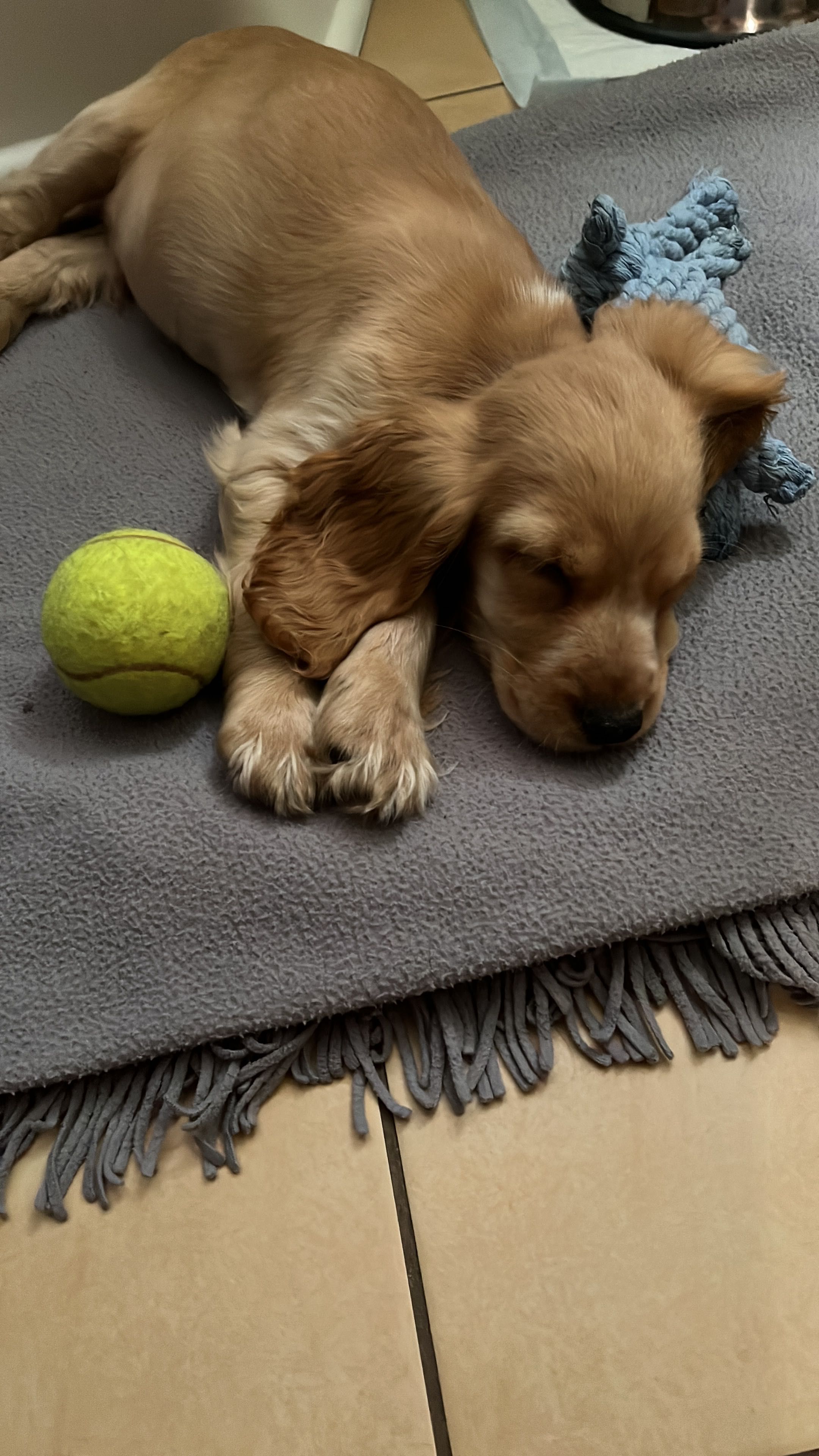 Spaniel Angielski