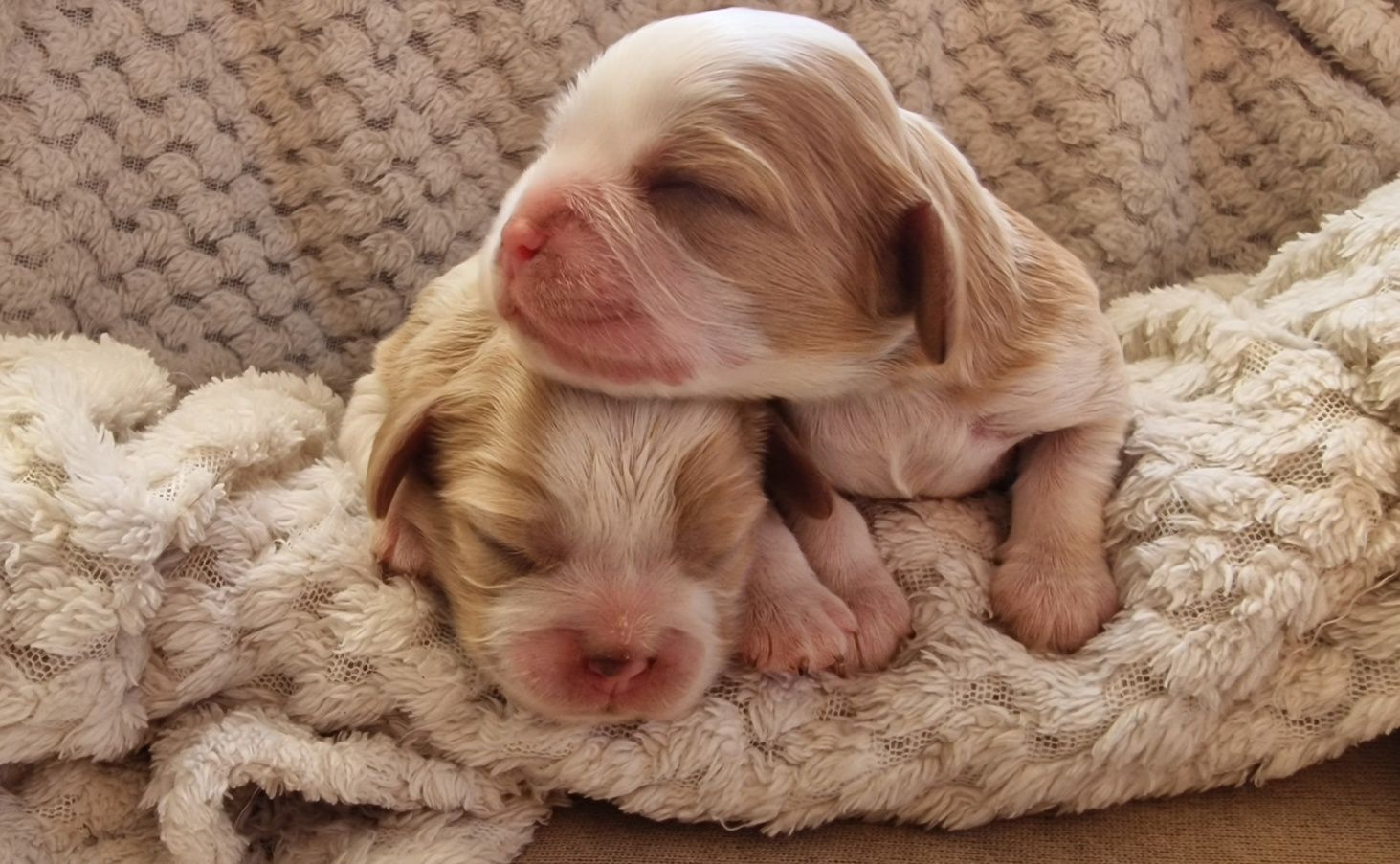 Cavalier King Charles Spaniel FCI