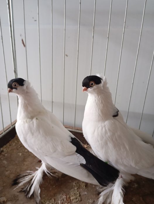 Krymki białostockie