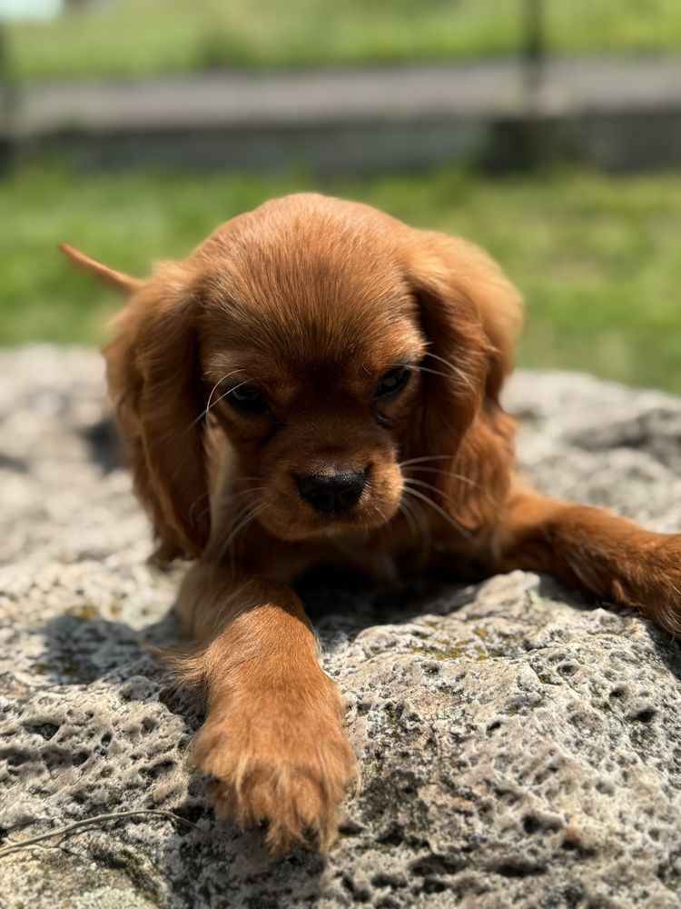 Piesek ruby -Cavalier King Charles Spaniel
