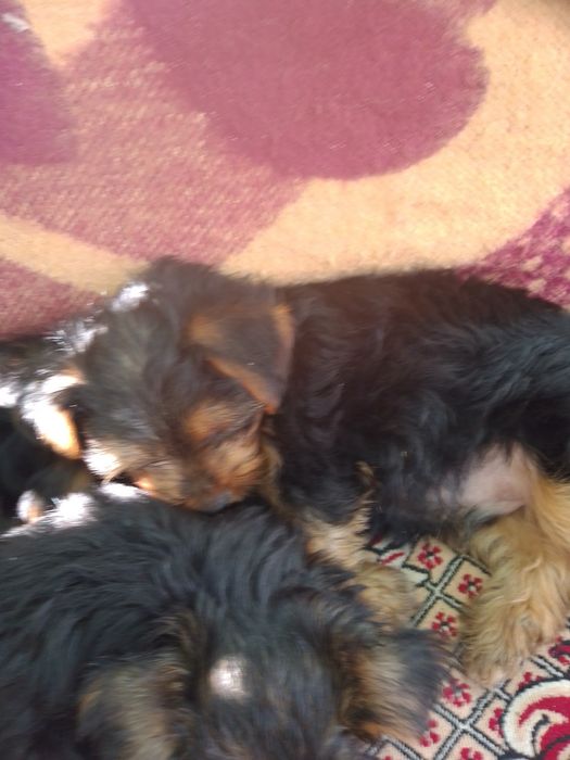 продаю собачек 2 месяца йорикив