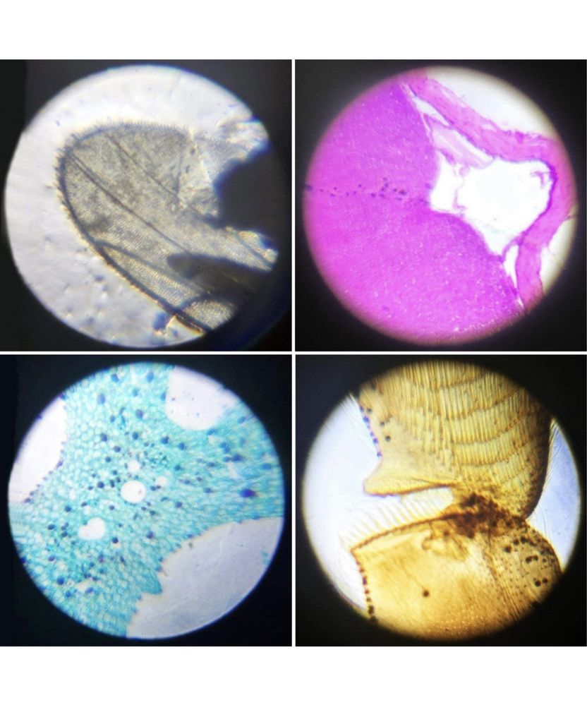 Слайди для мікроскопа комахи квіти  рослини тварини