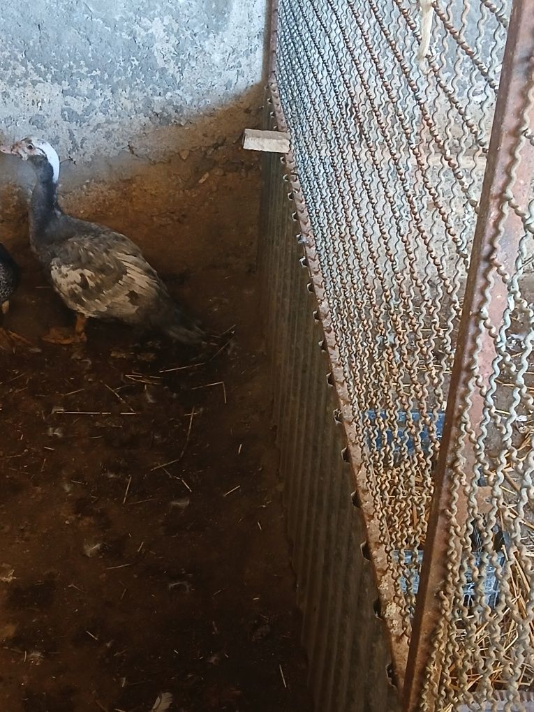 Patos mudos casa