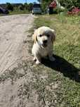 Suczka Golden Retriever