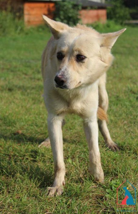 Piesek Nelon szuka domu!