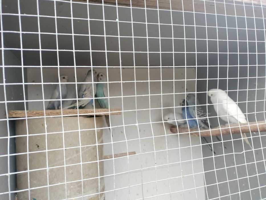 Papugi faliste tego roczne