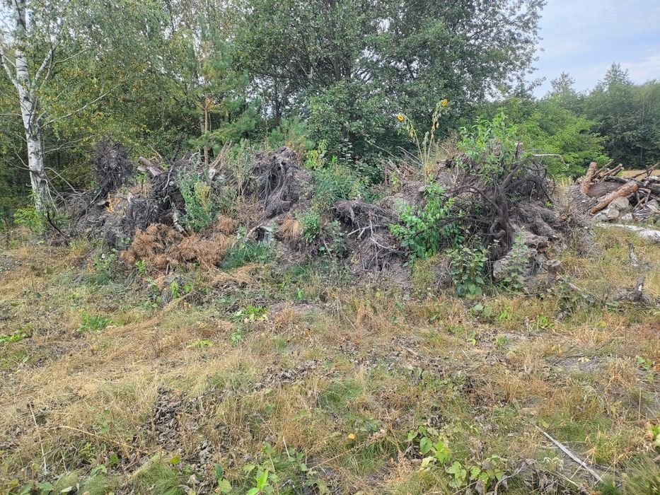 Oddam za darmo korzenie