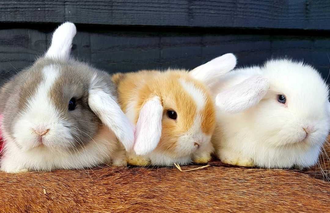 KIT Coelhos anões orelhudos, mini lop super inteligentes e dóceis