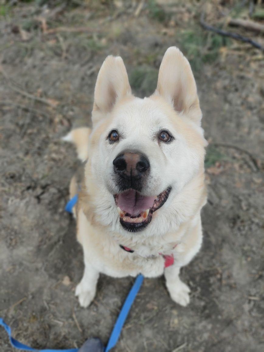 Bruno - do adopcji