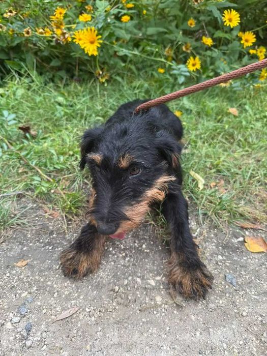 Helka- śliczna terierka do adopcji