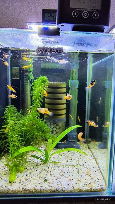 Platka młode rybki 8 sztuk