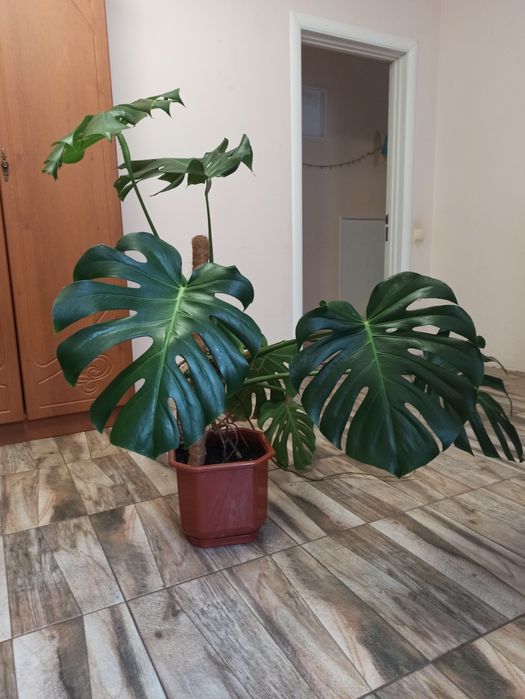 Монстера делікатесна