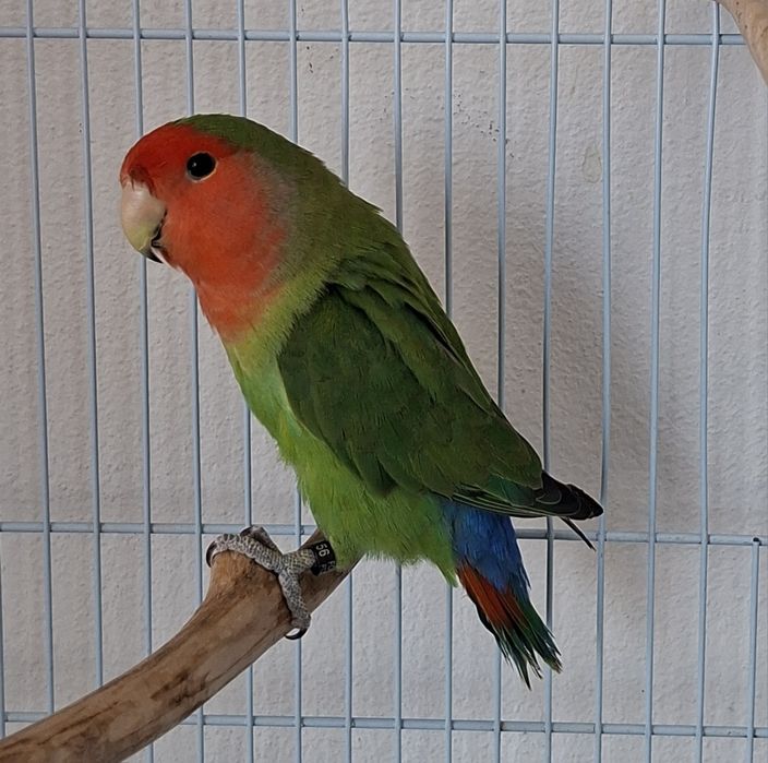 Agapornis roseicollis longfeather