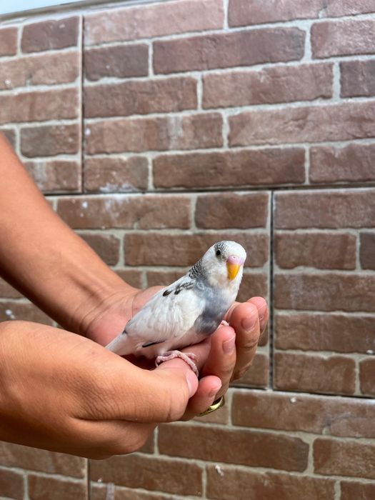 Vendo Piriquitos Australianos