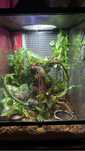 Terrario 45cmX45cmX60cm da Repti Plant