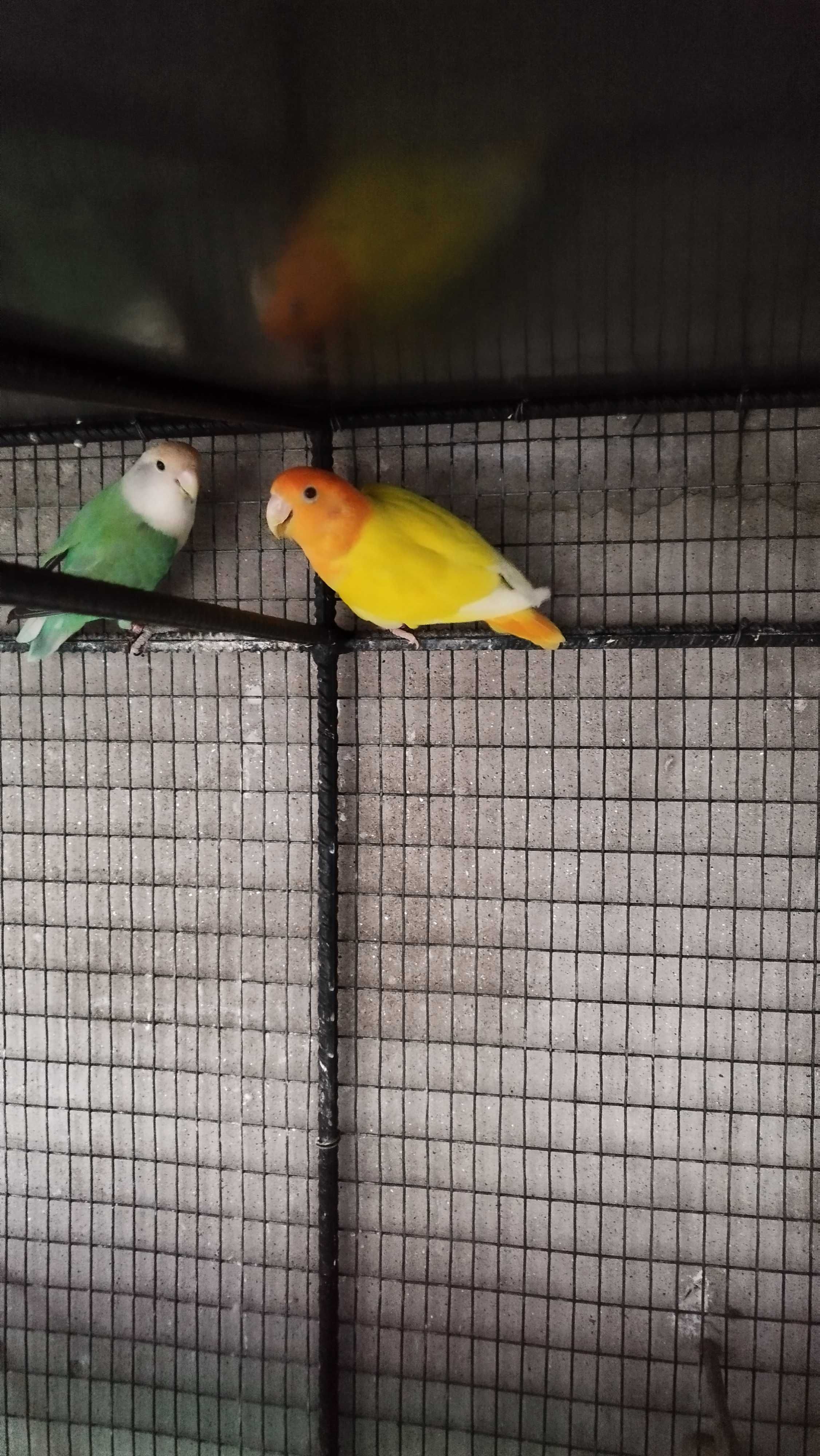 Casal Agapornis Reprodutores