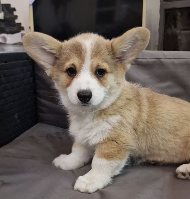 Корги Вельш Корги Пемброк