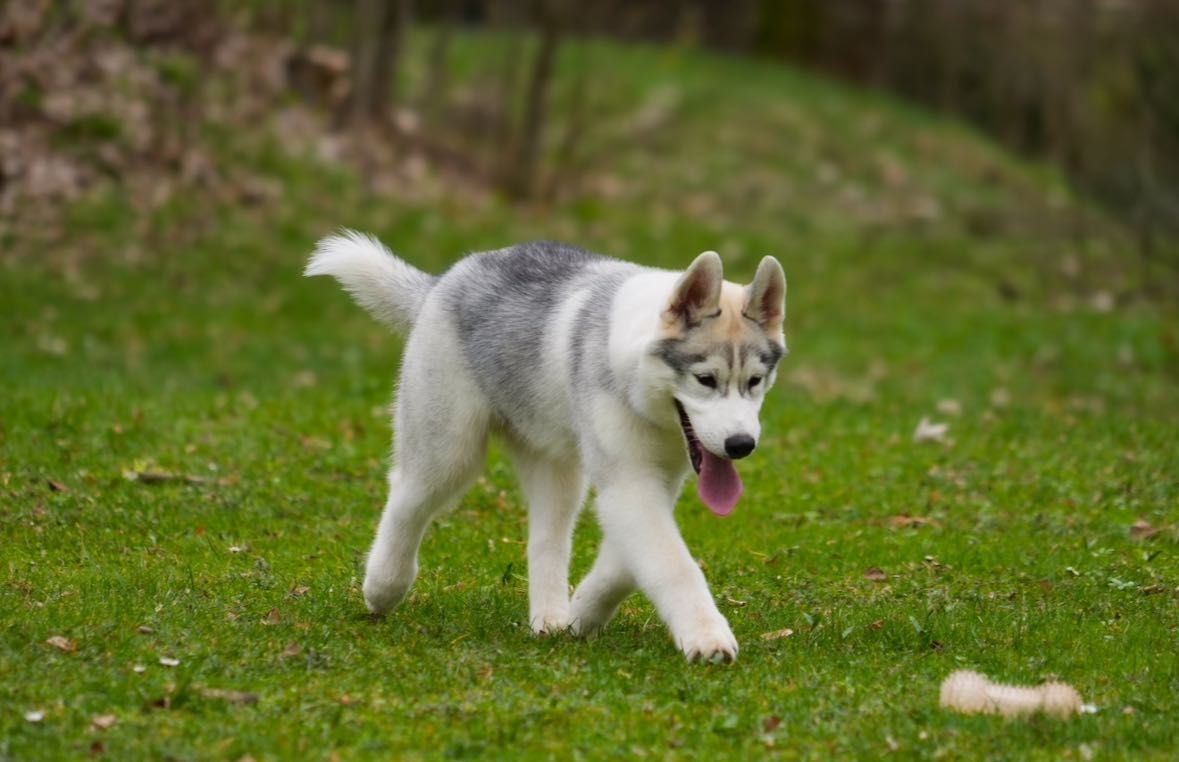 Zadar wybitnie obiecujący, szczeniaczek Siberian Husky FCI