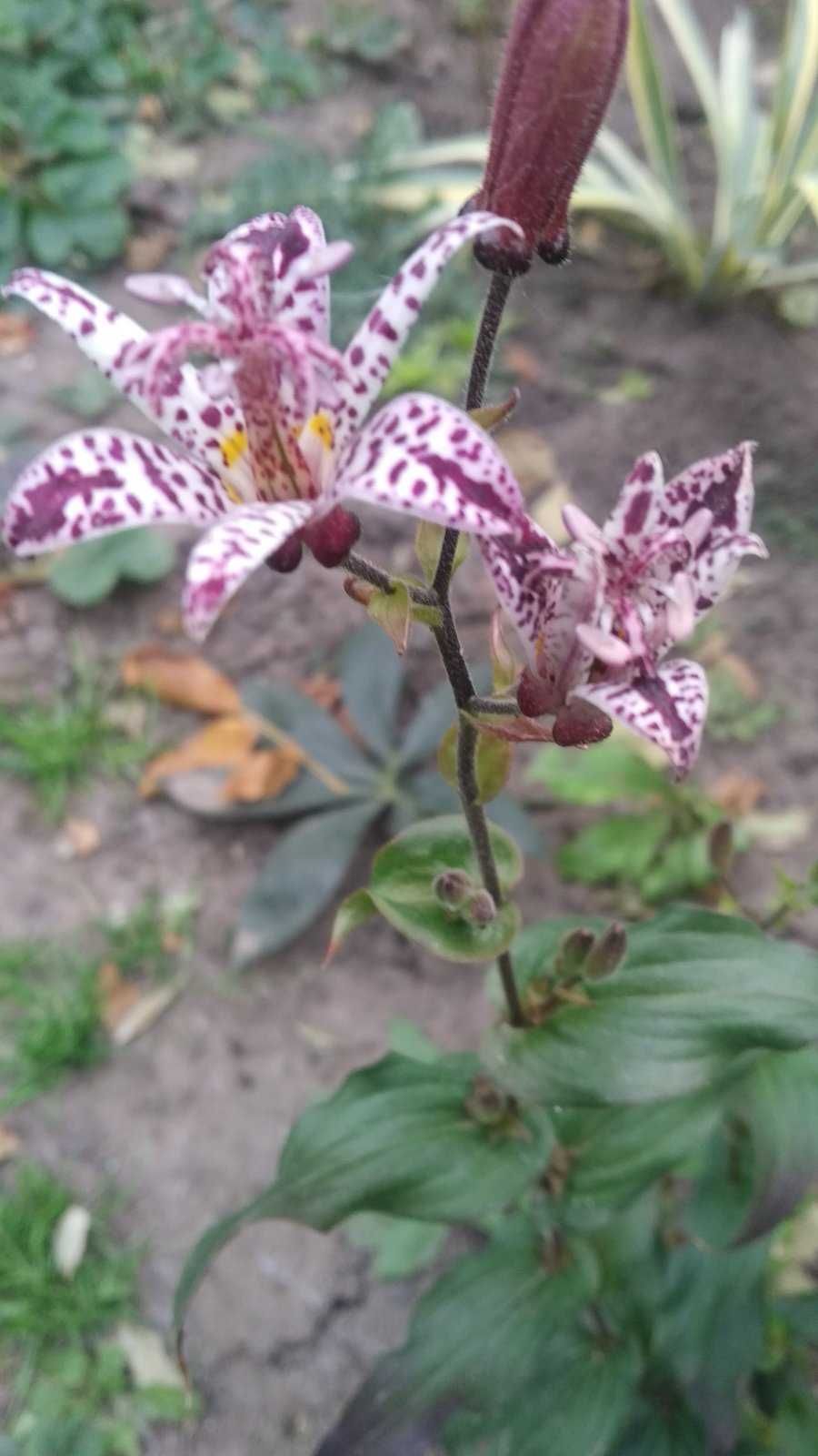 Садовая орхидея-трициртис  пять сортов