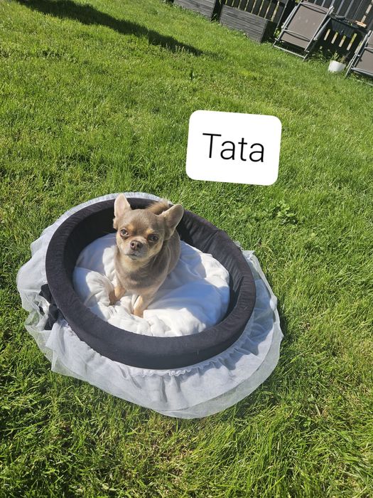 Mini Piesek chihuahua