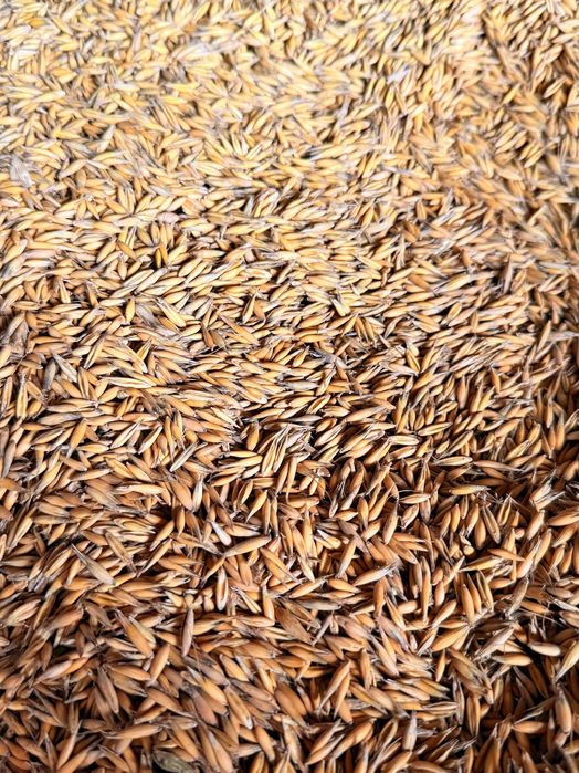 Owies Nawigator do sprzedania