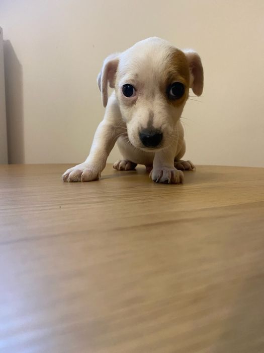 Jack russell terrier aktualne