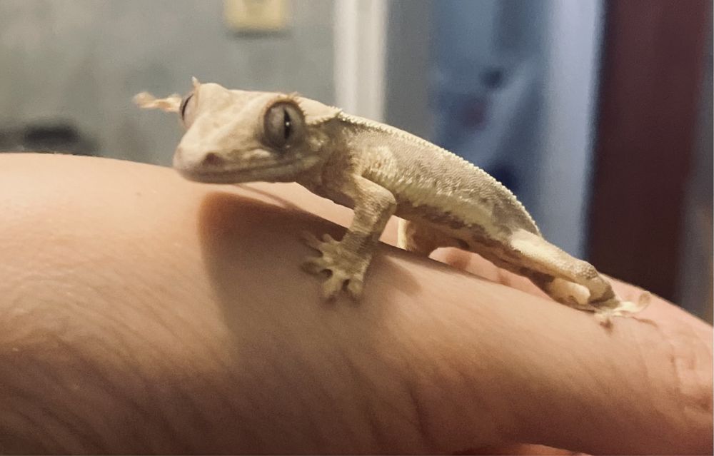 Gekon orzesiony, gekony orzesione