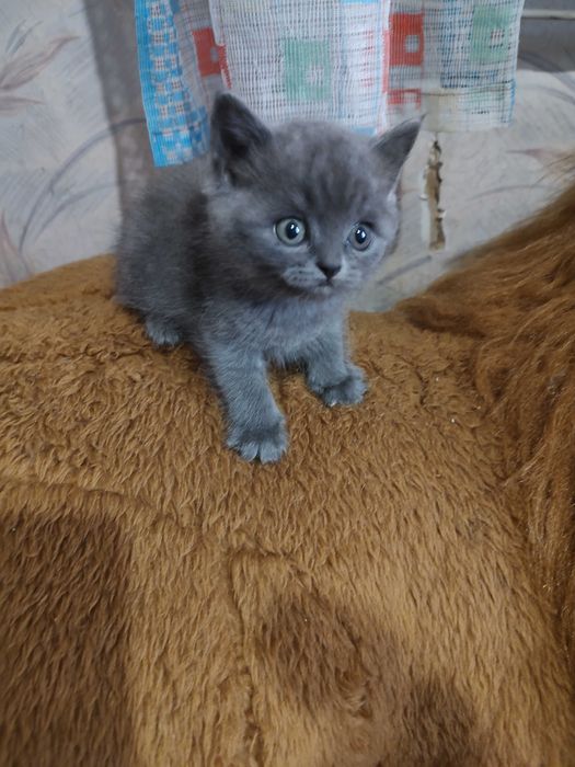 Плюшевые котята шотландцы, необыкновенные котики ждут любящую семью