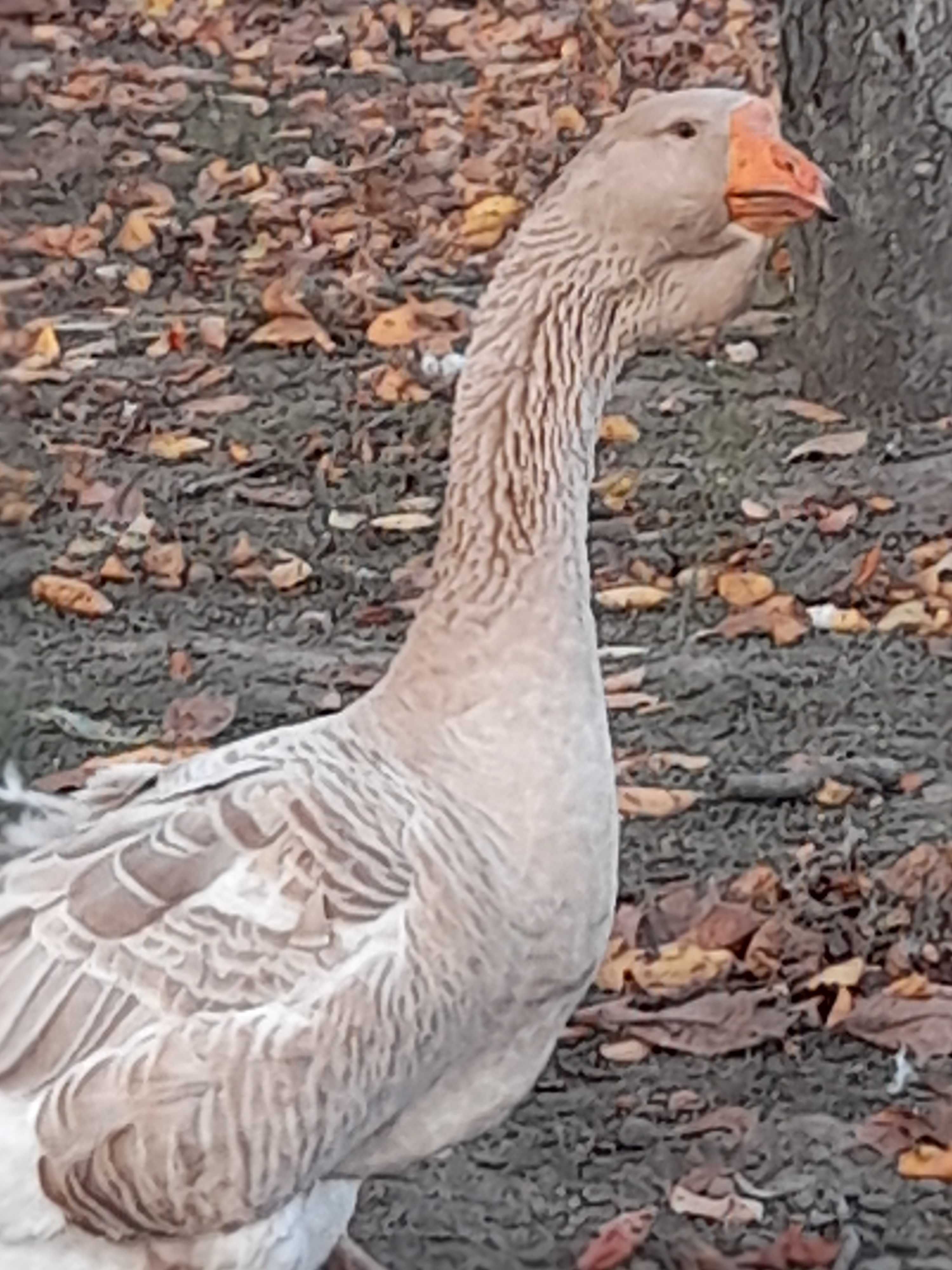 Gęsi chołmogory chołmogorskie żółte