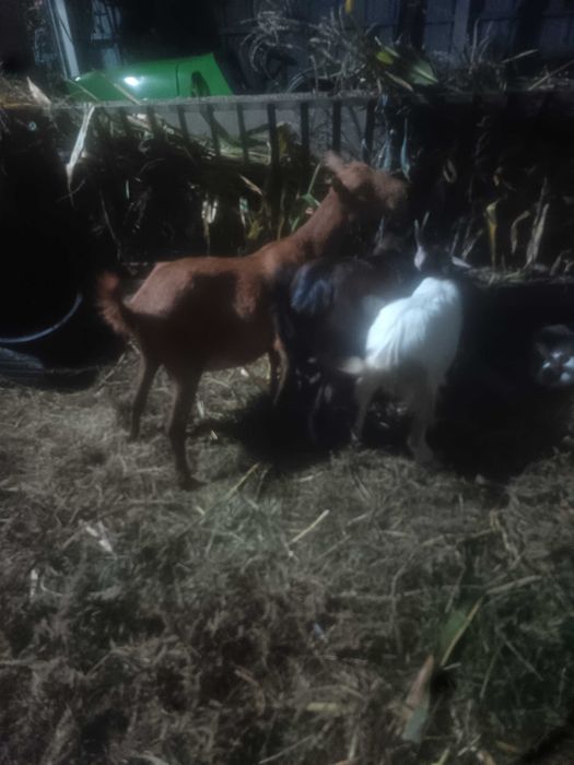 Cabras prenhas novas parto duplo