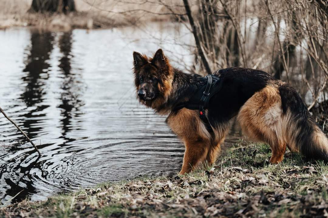 Młoda ONka Hera do adopcji!