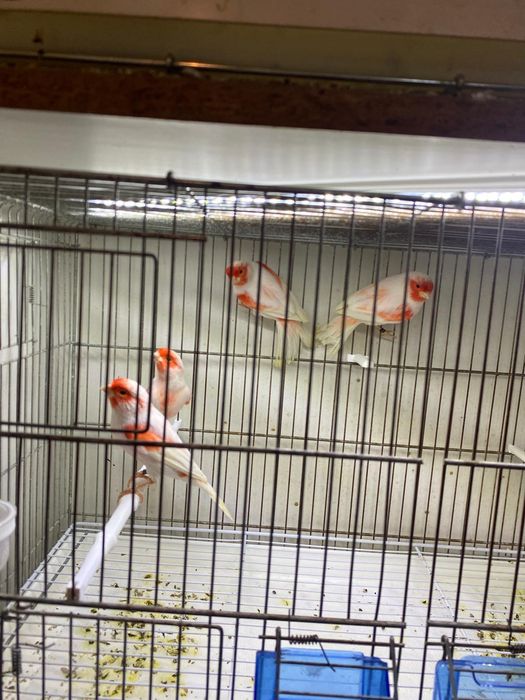 Kanarki mozaika czerwona