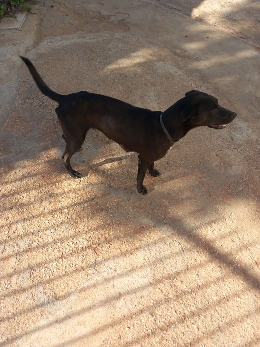 Cão para caçar adotar