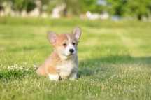 Welsh corgi pembroke FCI