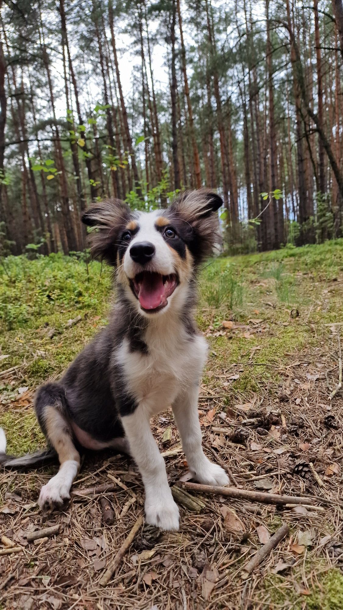 Border Collie suczka czarno biała tricolor