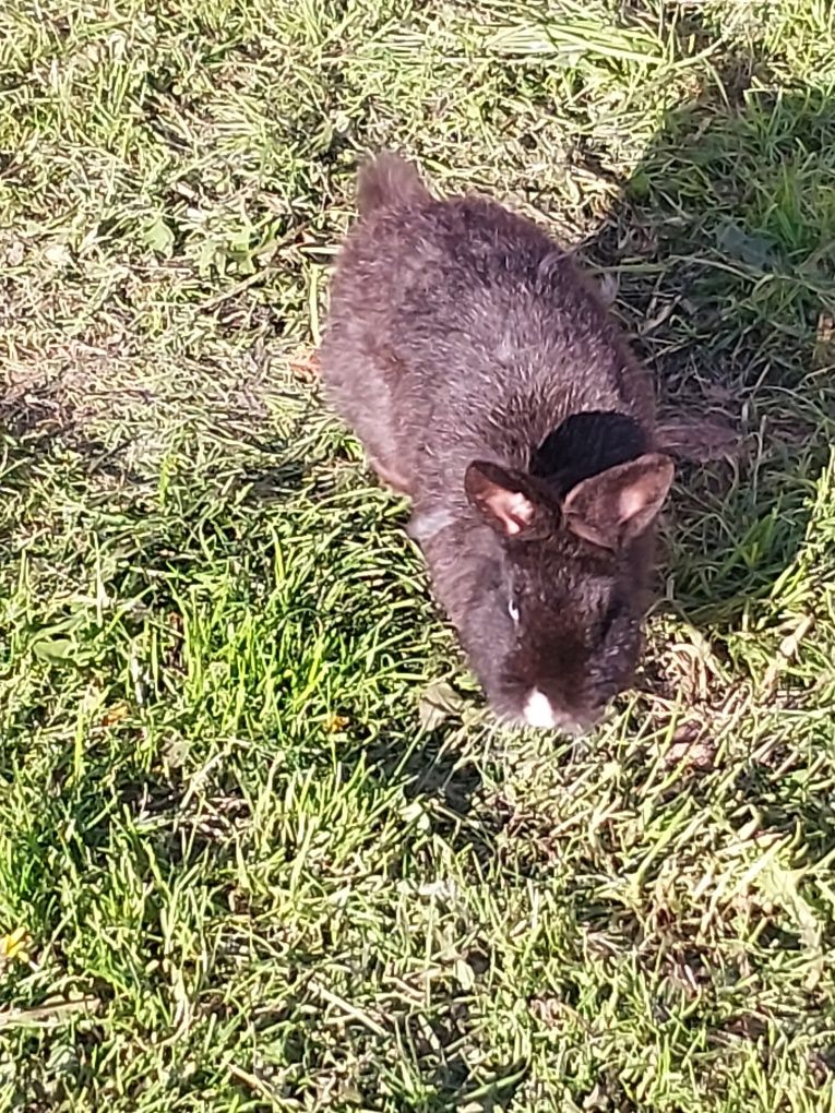 Krolik miniaturka samica