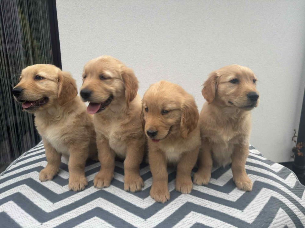 Golden Retriever