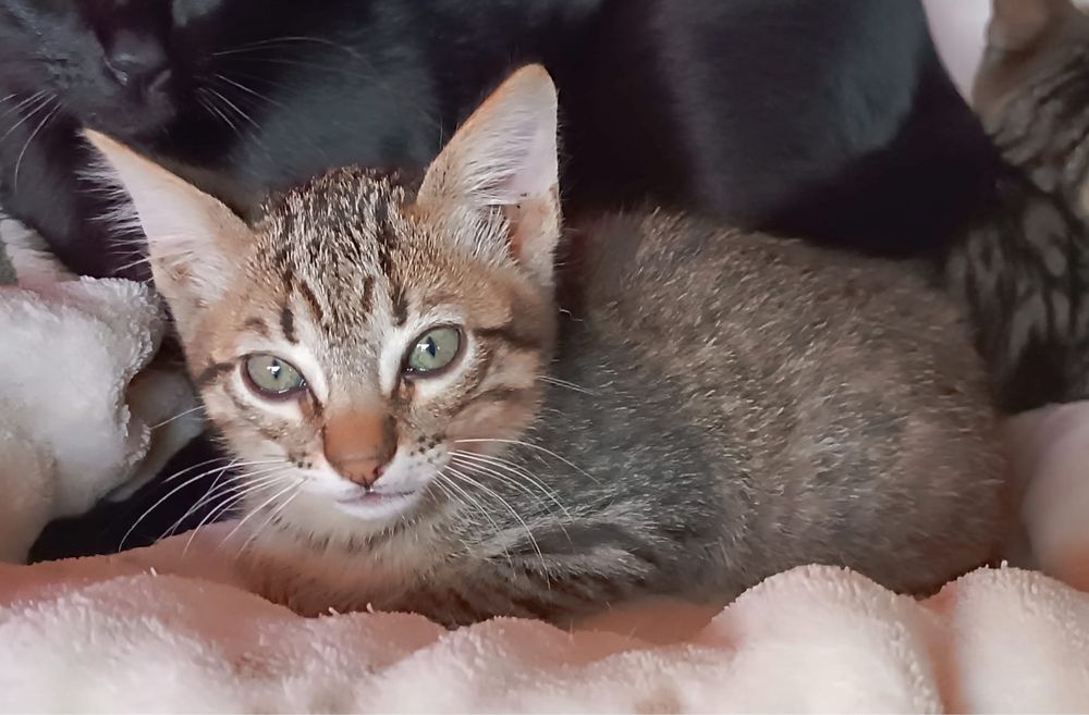 4 Gatinhos para Adoção Responsável