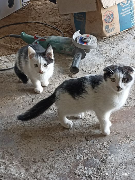 Котики в добрі руки