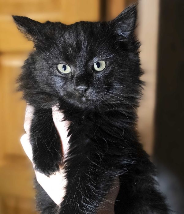 Кошеня чорний шукає дім