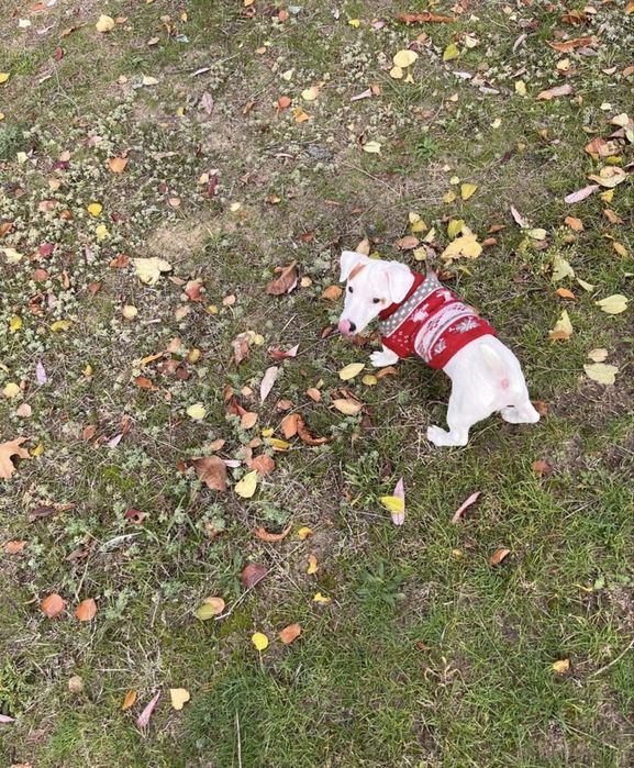 Красивая девочка джек рассел терьер ищет маму