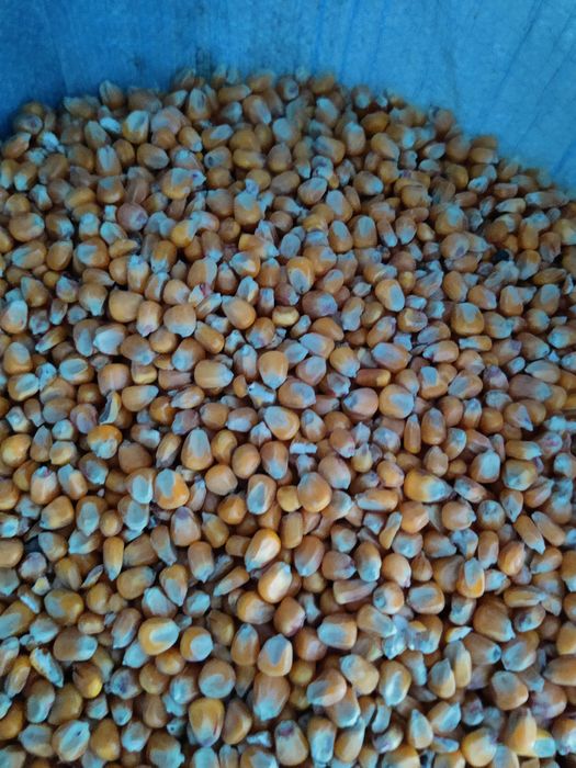 Sprzedam Kukurydze Możliwość wysyłki