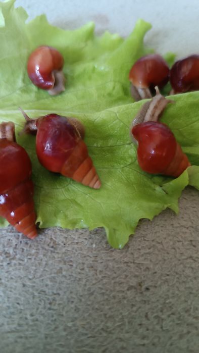 Равлики морковки