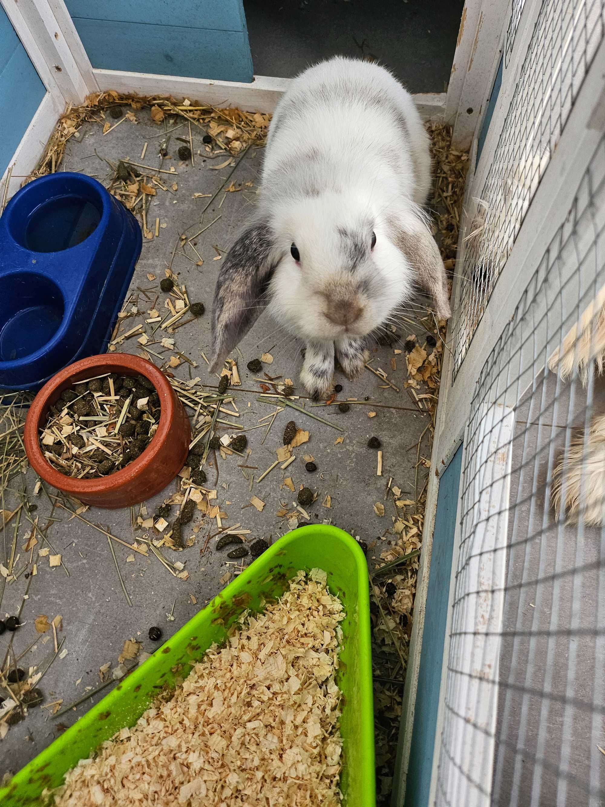 Coelho mini loop